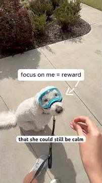 This Might Be the Craziest Thing She's Ever Seen. #dogtraining