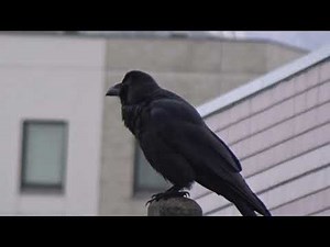 ハシブトガラスとハシボソガラスの鳴き声の違い crow