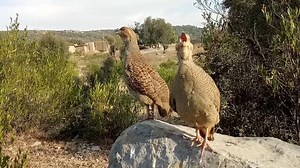 330K views · 36K reactions | ‏Grey Partridge Call #Teetar #DakhniTeetar #BirdsLover #BirdsSound #Teetar | Birds Lover | Facebook
