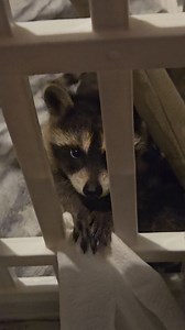2.5K views · 148 reactions | Raccoon Mayhem ~ Gizmo, Lacey & Onyx #cutebaby #adorable #shinanigans #raccoonlife | Billy Raccoon | Facebook