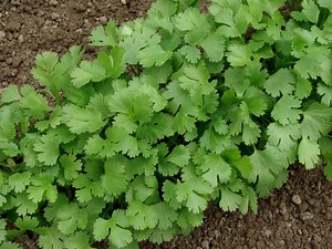Cultivating Cilantro: A Comprehensive Guide | LoveToKnow