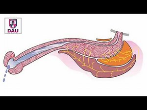 Why should the bulbospongiosus be spared during urethroplasty