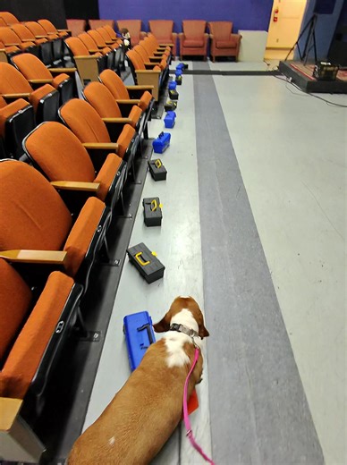 Nosework Training for Basset Hounds Explained