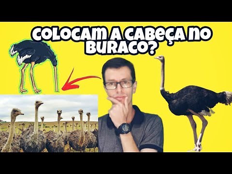 AVESTRUZ esconde a CABEÇA no BURACO quando está com medo?
