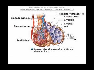 Bronchioles Alveoli Respiratory Membrane