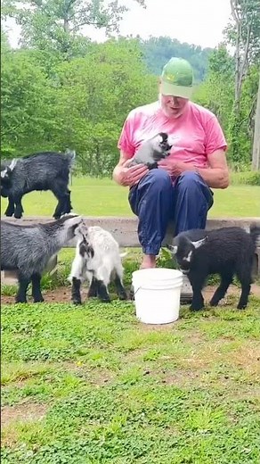 Robert has the best job! #baby #goat #farming #agriculture #animals #job