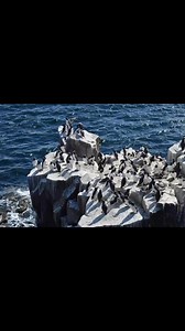 Fabulous photos from Emma Parkinson from today’s Inner Farne Boat trip www.farne-islands.com ❤️ | Billy Shiel Farne Islands Boats