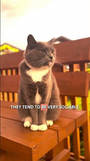 PERSONALITY of WHITE AND GRAY CATS 🤍🩶 Their CHARACTER EXPLAINED!