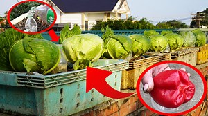 19K views · 605 reactions | Revolutionary Method for Growing Cabbage in Plastic Containers | Great DIY Idea | Facebook