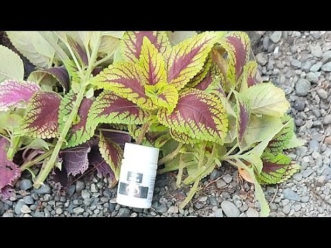 Yogbong Plant Rooting Powder How To Use