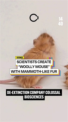 Colossal Biosciences claims to have successfully engineered a woolly, cold-tolerant mouse. the extinct woolly mammoth. By editing multiple genes linked to hair growth and fat deposits, scientists are testing whether genetic modifications can recreate key mammoth traits. Here's what we know. Read the full story in today's newsletter. Just visit the #linkinbio. | 1440
