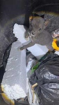 this man rescued a poor puppy from trash in the night #rescuepuppy #savethepuppies #wildliferescue