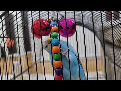My Parrot Really Loves Playing with Toys | Cute & Smart Parrot Reactions for Bird Lovers USA*