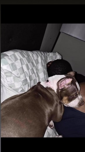 Another 1 gone, to a great home🥳 Cuz said his wife started working nights and he needed her ASAP. I see he wasn’t bullshittin😄😍 LoLobulliez baby!! (Co own) with my cuz Lavelle Garret and Amanda Garret💪🏾💪🏾 She wasn’t just the biggest Female when she left,but overall pup as well🫣 We out here…Jenga x Bishop!!! HuH HuH!!!😮‍💨🫶🏾 #bullyworldwide #bullybreed #bullylife #bullylove #puppylove #puppylover | Marlow White