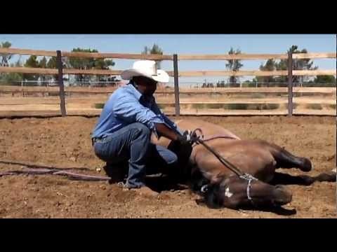 How to Lay Down a Horse: For Wild, Aggressive or "Un-trainable" Horses (NOT a trick training video)