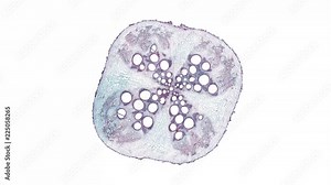 pumpkin root - cross section cut under the microscope – microscopic view of plant cells for botanic education