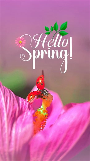 Happy first day of Spring! 🌸🐞 An adorable ladybug in the flowers welcomes the arrival of warmth, sunshine, and blossoms! It’s a beautiful moment of nature waking up, and I’m so happy to share this piece of magic with you. Let this spring bring light and joy to your heart. May your season be as bright and wonderful as these first blooms! ✨🌷 #hellospring #springvibes #ladybug #naturelovers #firstdayofspring first day of spring, ladybug macro, spring flowers, sunshine and blooms, nature awakenin