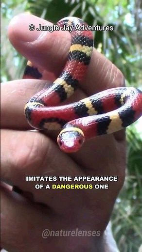 Scarlet Kingsnake | Nature's Impostor