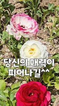 꽃잎이 많을수록 매력쟁이 #꽃이야기 #라넌큘러스 #꽃말 #좋은글 #명언 #봄꽃 #봄소풍 #중년감성