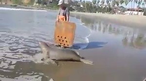 7.9M views · 472 reactions | Look how happy these rescued seals are! It's so great to watch them get their freedom back. We wish this freedom upon all earthlings <3 | Challenge 22 | Facebook