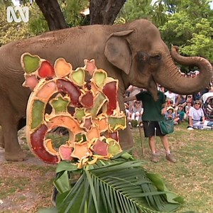 19K views · 1.2K reactions | Happy Birthday Tricia! 拾️ Perth Zoo's...