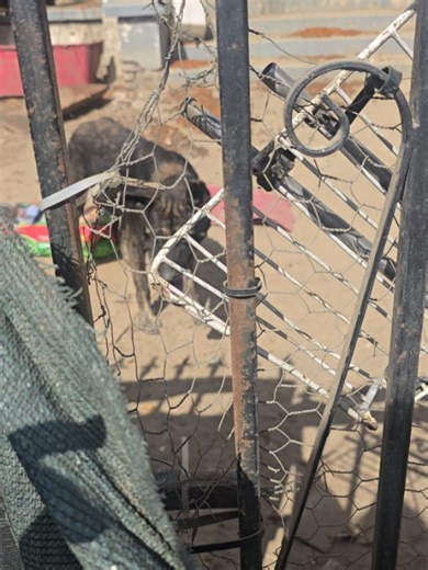 Sandra Compton Paw'Patrol on Reels