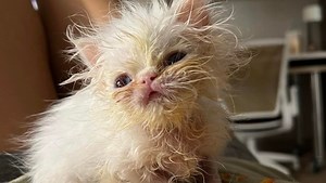 Who is Wisp? All about the tiny, 'scrungly' Florida kitten dominating our TikTok feeds