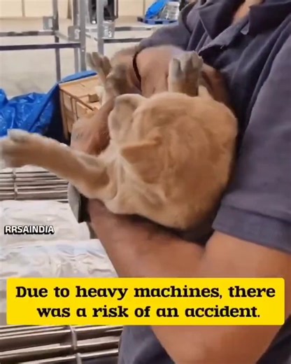 This #MothersDay , a mother dog reminded us what courage looks like.She gave birth to her puppies inside a manufacturing plant surrounded by heavy machines and constant danger. Instead of throwing them out or ignoring them, the company chose compassion. They gave the mother and her babies shelter, food, safety and care.Humanity still exists where kindness is chosen over cruelty. Happy Mother’s Day to every #mother — human and animal.