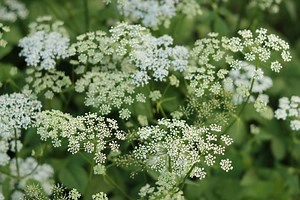 Poison hemlock is spreading across the US. Here’s how to get rid of it