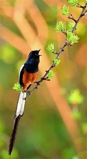 White-rumped Shama Singing – Beautiful Vietnamese Bird Sounds in Nature #vietnam #nature #birds