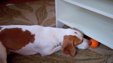 Dog vs Orange pt II: Maymo‚ Hilarious Citrus Challenge