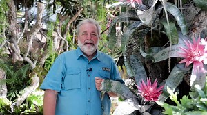 34 reactions | Check out this alien-looking bromeliad!  This is the first bromeliad John ever purchased, back in 1974, and it is still a very affordable plant to buy now! Come see all our amazing bromeliads on display at our World of Bromeliads event by making your reservations through https://sdbgarden.org/ | San Diego Botanic Garden | Facebook
