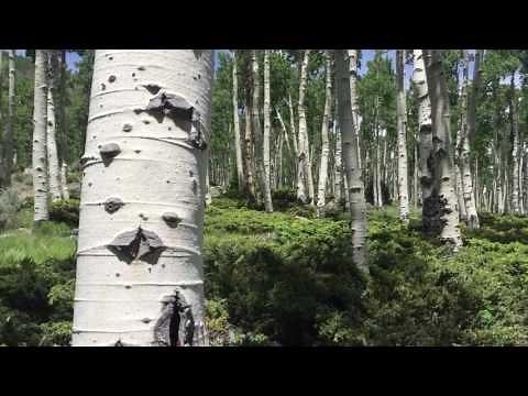 Meet Pando, the Trembling Giant—the world's oldest living organism