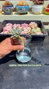 How to propagate succulents from cutting 🪴 #succulents #suculentas | Succulents
