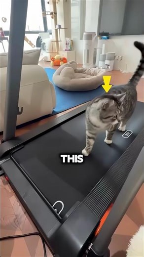 The Smartest Way To Exercise Your Cat 🏃‍♂️😹