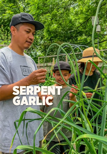 How to Harvest Garlic Scapes for Better Bulbs