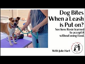 Dog Biting When Getting a Leash Put On?