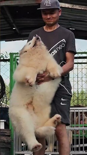 Unleash the Power of the Alaskan Malamute - A Majestic Pet Journey