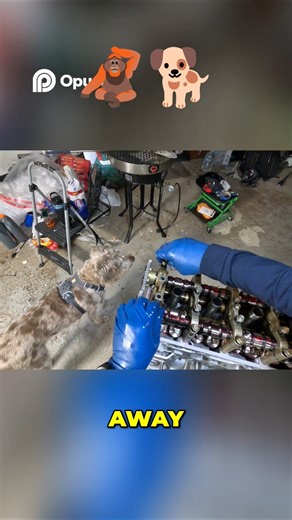 Babysitting mayhem #dog #diy #car #dogs #automobile #build