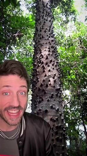 Sandbox tree are poisonous don’t go close keep off #sandboxtrees #forest #documentary #facts