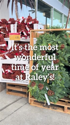 Raley's on Instagram: "✨ It’s the most wonderful time of year at Raley’s! From vibrant poinsettias to festive home décor, find everything you need to make the season bright. 🎄 Shop in-store or online at raleys.com/holiday. #tistheseason #holidaytime #holidays #decor #floral #holidaydecor #christmas"