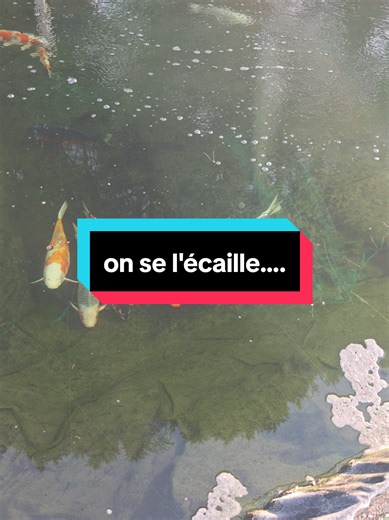 Entretien des bassins en hiver pour vos poissons