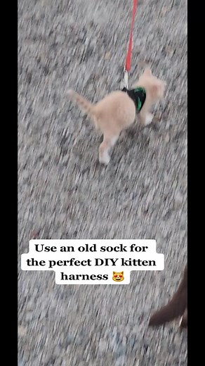 DIY Cat Harness Using an Old Sock | Cat Training Ideas