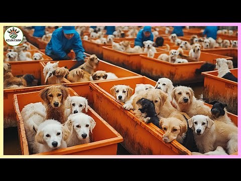 How are more than 10 million dogs killed each year for meat in China? | China Dog Farm documentary