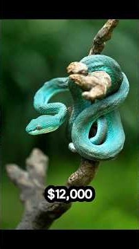 Top 5 Most Expensive & Deadly Snakes Billionaires Actually Own!”#kingcobra #shorts