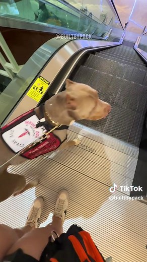 Escalators are a HUGE thing for service dogs, and some handlers completely avoid it. That’s perfectly okay especially if you’re able to take other ways to get to another floor, but for us? Stairs are our enemy with POTS, so the elevator & escalators are some things I take often, with my slight fear of elevators, I prefer escalators. That means my service dog has to adapt to those needs. I also have to adapt to his needs too, he was weary of elevators and with lots of training for him and I, I am