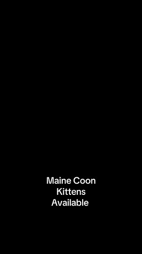 Maine Coon Cattery on TikTok