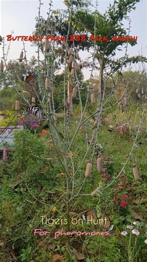 Tiger butterflies