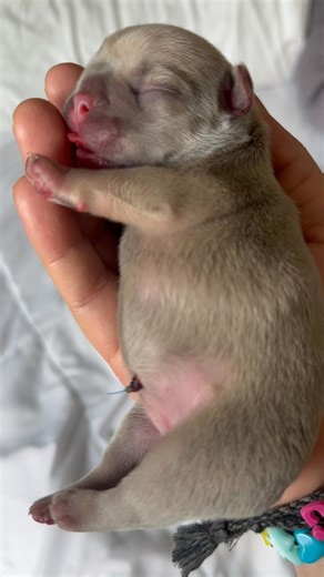 180K views · 10K reactions | Sleeping Beauty 勺 #frenchbulldog #ilovemydog #cutedog #dogmom | FrenchieGiorgia | Facebook