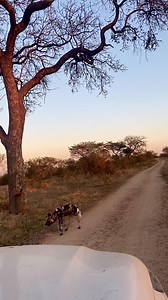 Have you ever heard an African wild dog call? Well, now you have, and it’s incredible, isn’t it? This individual was likely calling out for the rest of the pack after getting separated during a hunt. #kruger #soundon #soundup #wilddog #endangeredspecies #africa #africananimals #wildlife #wildlifevideos #animals #wildanimals #reelsvideo | Deon Kelbrick